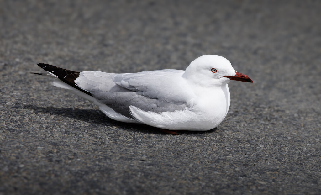 Another seagull by suez1e