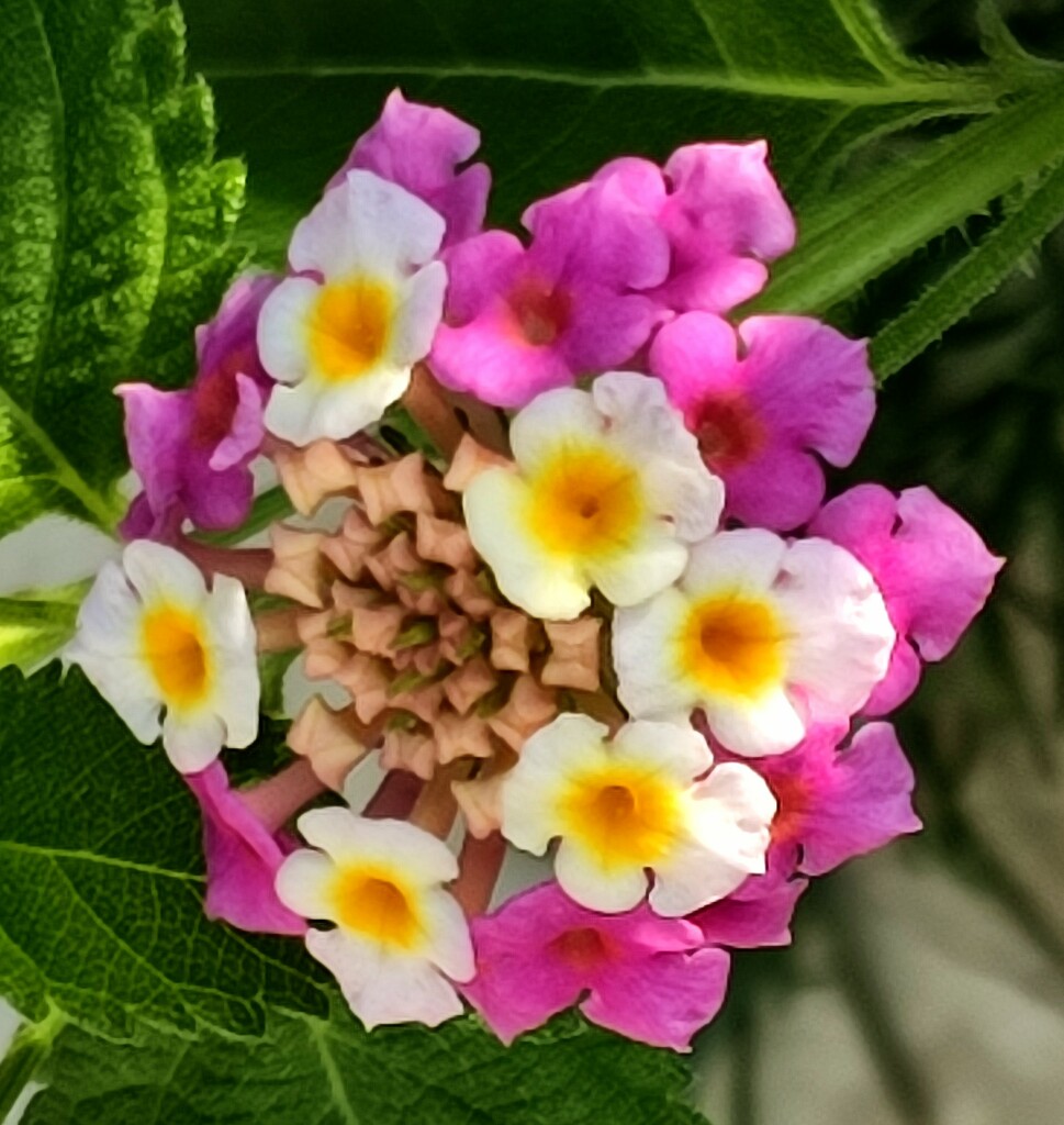 Lovely Lantana  by countrylassie