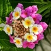 Lovely Lantana  by countrylassie