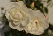 16th Oct 2023 - white rose