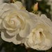 white rose by christophercox