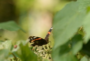 16th Oct 2023 - Red Admiral #3
