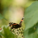 Red Admiral #3 by ziggy77