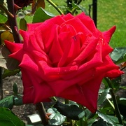 16th Oct 2023 - Red rose