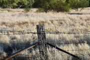 15th Oct 2023 - Fence post