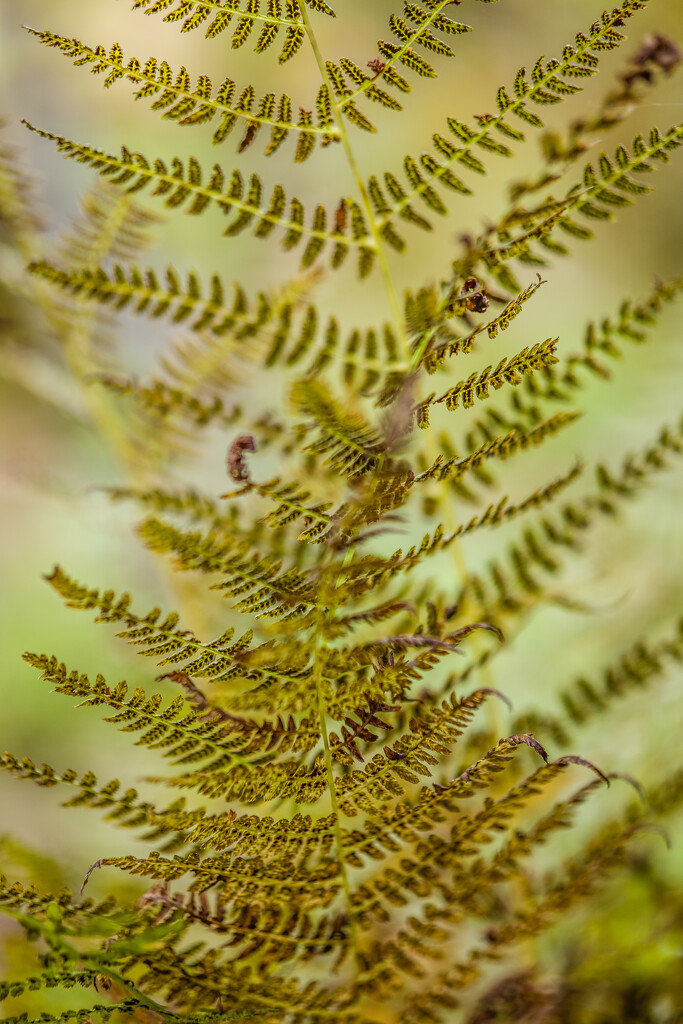 Ferns  by tosee