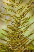 16th Oct 2023 - Ferns 