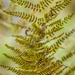 Ferns  by tosee