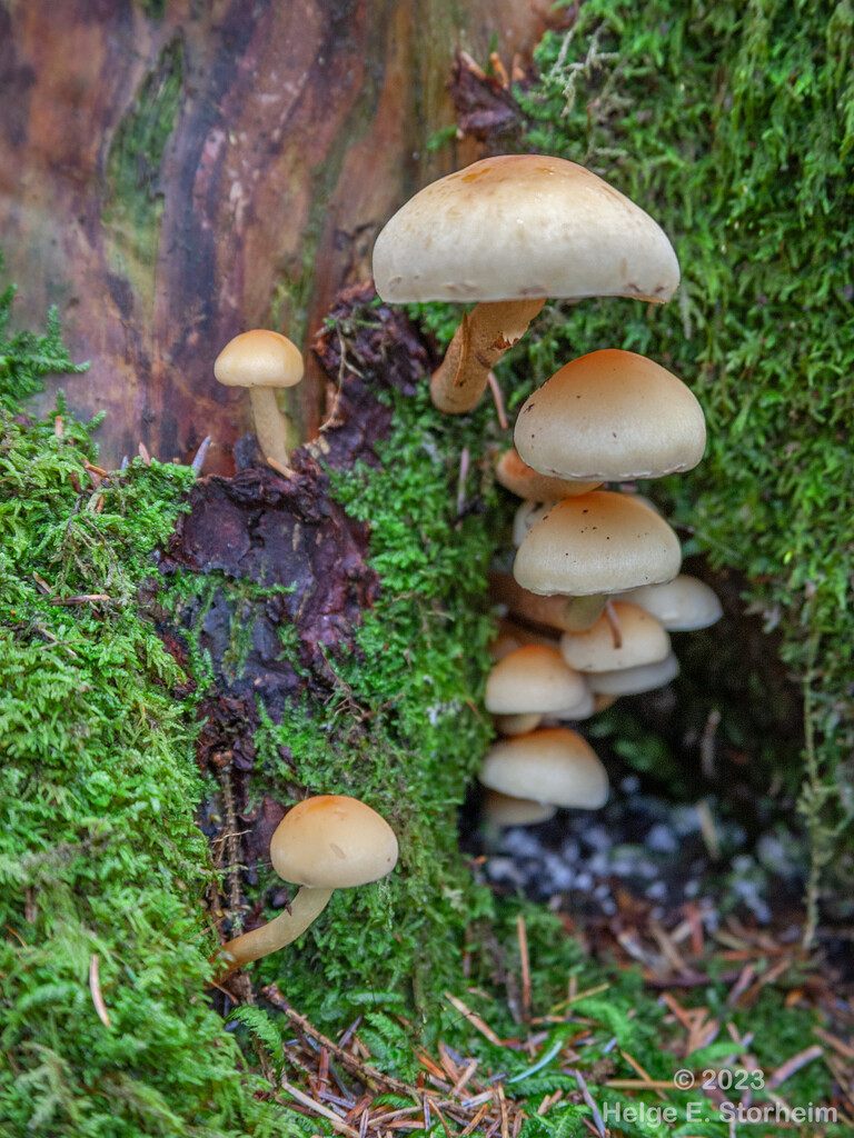 Magic Mushrooms? by helstor365