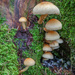 Magic Mushrooms? by helstor365