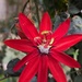Red Passionfruit Flower  by elf