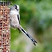 Long Tailed Tit by susiemc