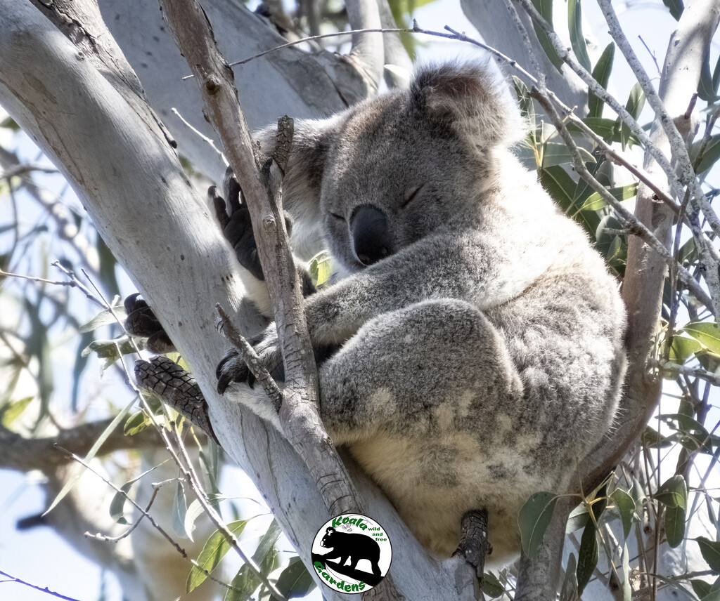 koala on a stick anyone? by koalagardens