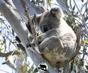 15th Oct 2023 - koala on a stick anyone?