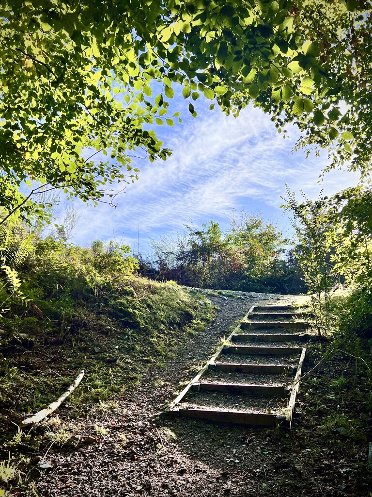 Forest steps by darrenboyj