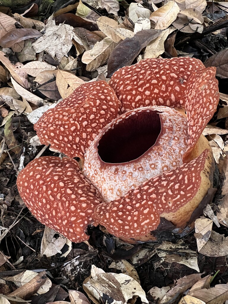 Rafflesia by shookchung