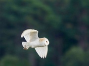 16th Oct 2023 - Barn Owl 