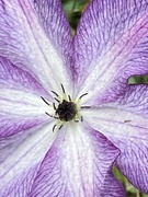 15th Oct 2023 - Clematis Flower 