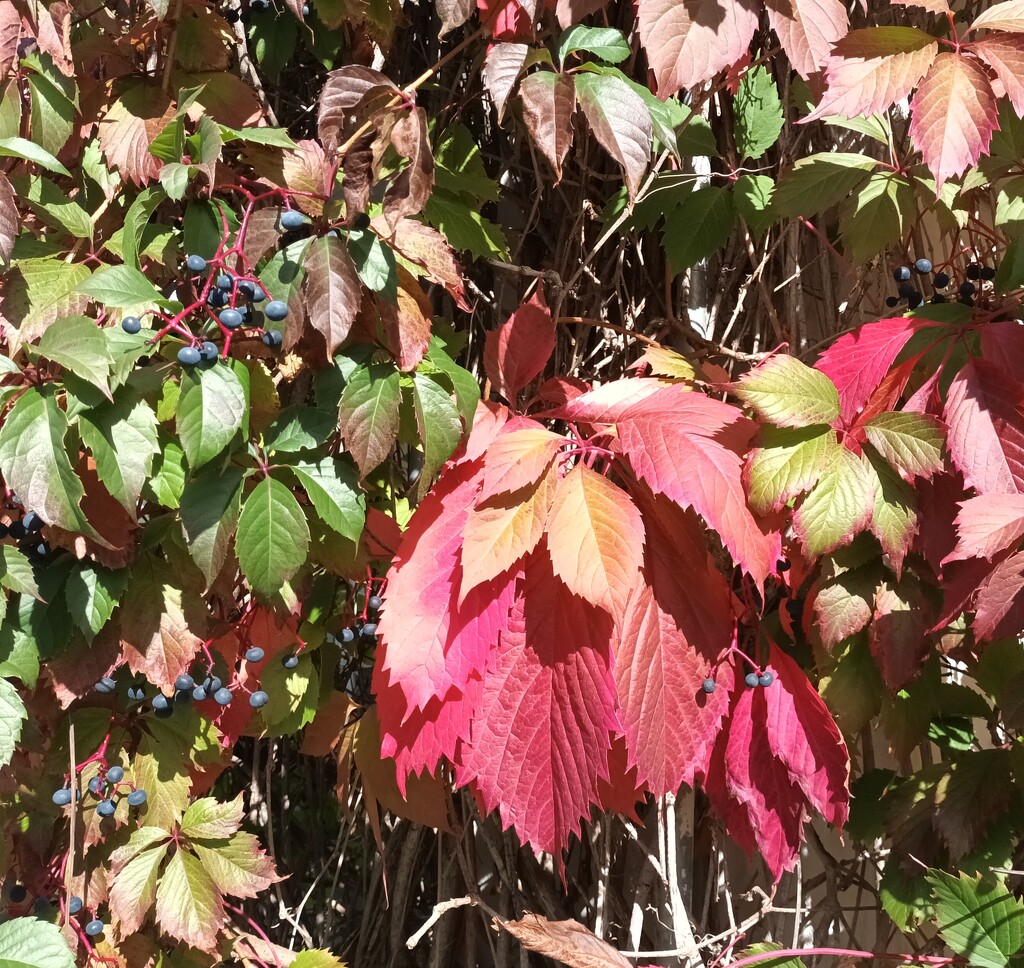 The wonderful colours of autumn by cordulaamann