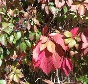 16th Oct 2023 - The wonderful colours of autumn