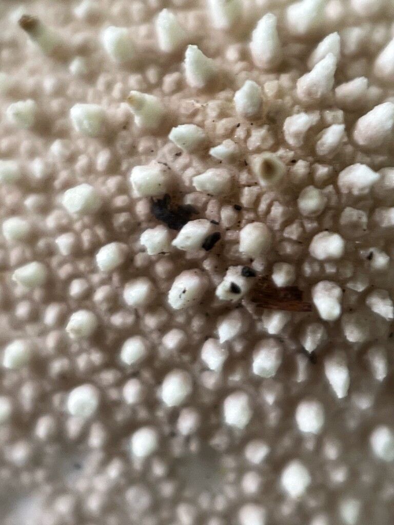 Puffball fungi  by gaillambert