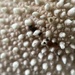 Puffball fungi  by gaillambert