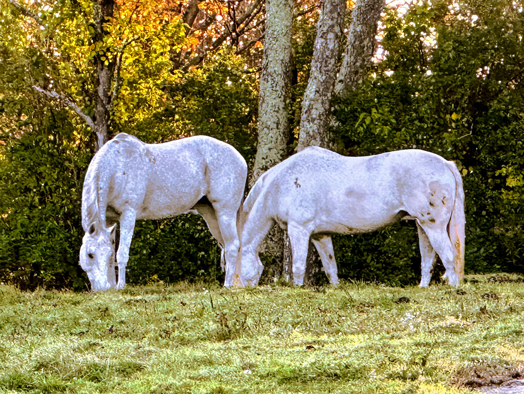 Horses eating green by joansmor