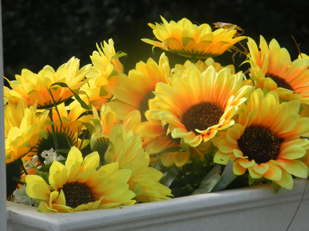 Sunflowers on Neighbor's Mailbox  by sfeldphotos