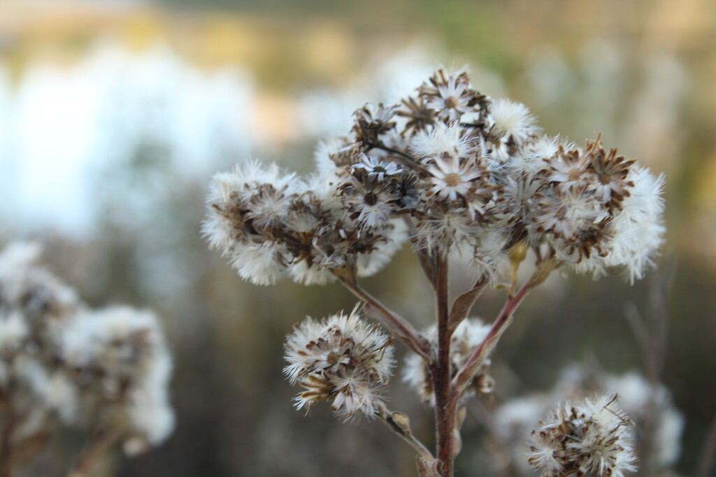 Goldenrod in late fall by mltrotter