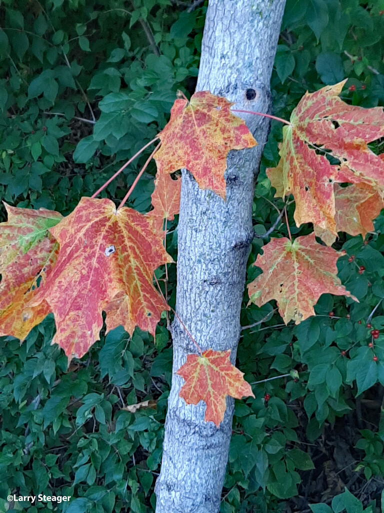 Fall color b by larrysphotos