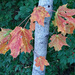 Fall color b by larrysphotos