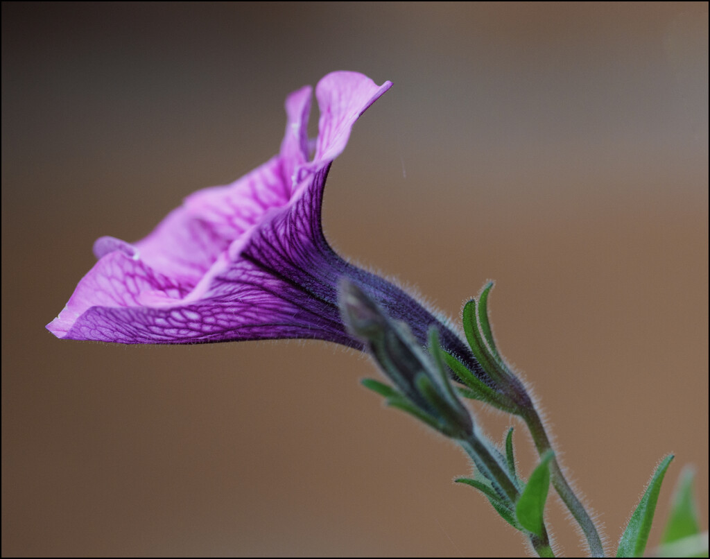 16 - Solitary Bloom by marshwader