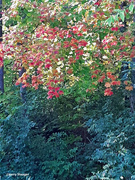 16th Oct 2023 - Fall color  a