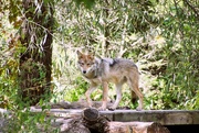 13th Oct 2023 - Wolf Cub
