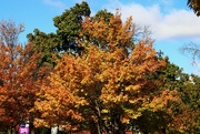 10th Oct 2023 - Fall Colors