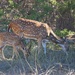 LHG_2188 Spotted deer in Texas  by rontu