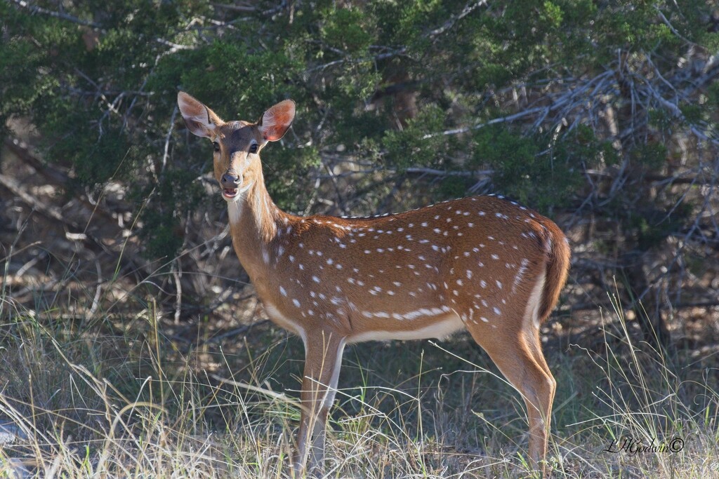 LHG_2197Spotted deer in Texas AXIS deer by rontu