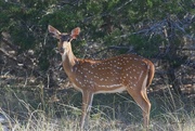15th Oct 2023 - LHG_2197Spotted deer in Texas AXIS deer