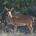 LHG_2197Spotted deer in Texas AXIS deer by rontu