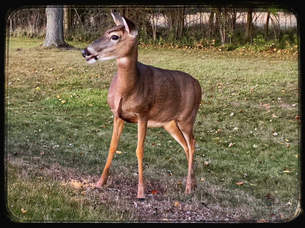 Hello Deer by eahopp