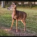 Hello Deer by eahopp