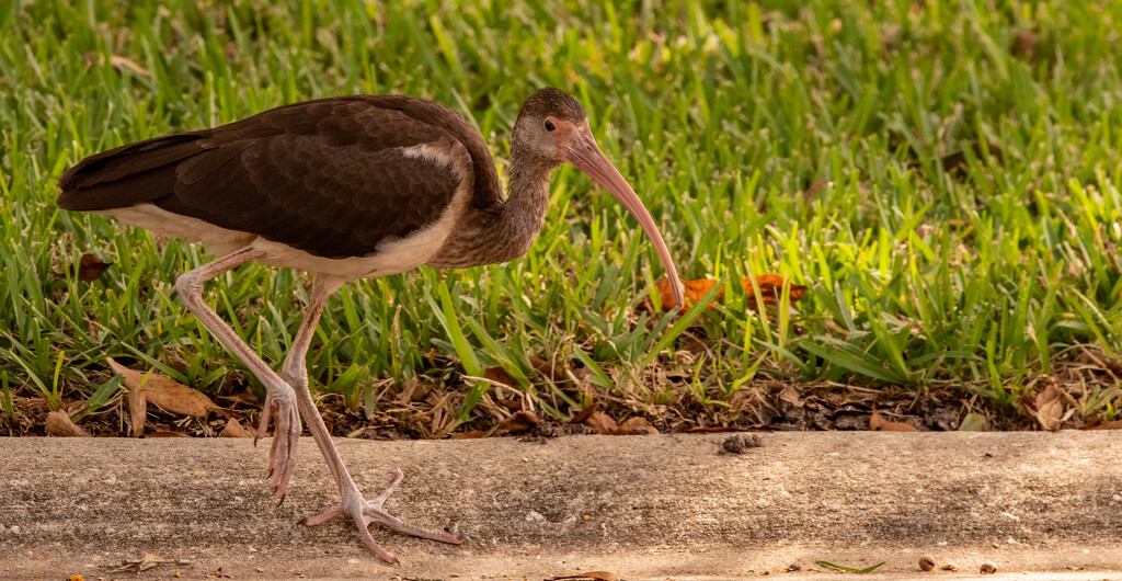 Juvenile Ibis on the Prowl! by rickster549