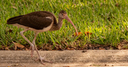 16th Oct 2023 - Juvenile Ibis on the Prowl!