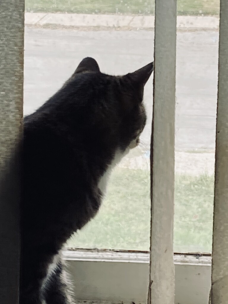 Kitty in the Window  by spanishliz