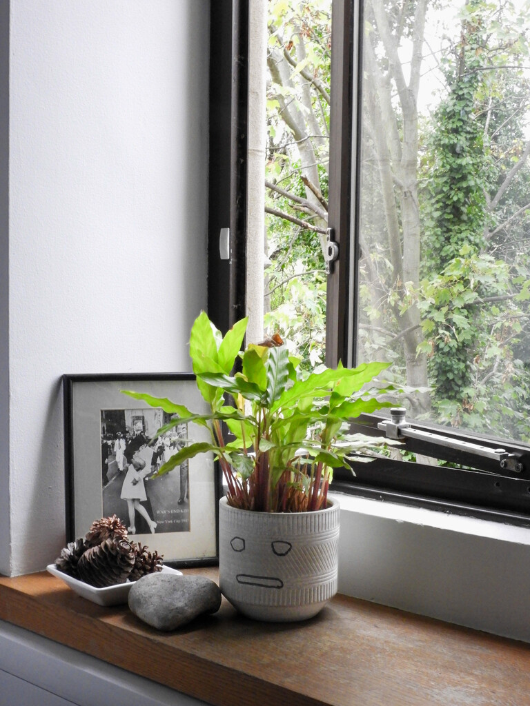 Windowsill Life by tiaj1402