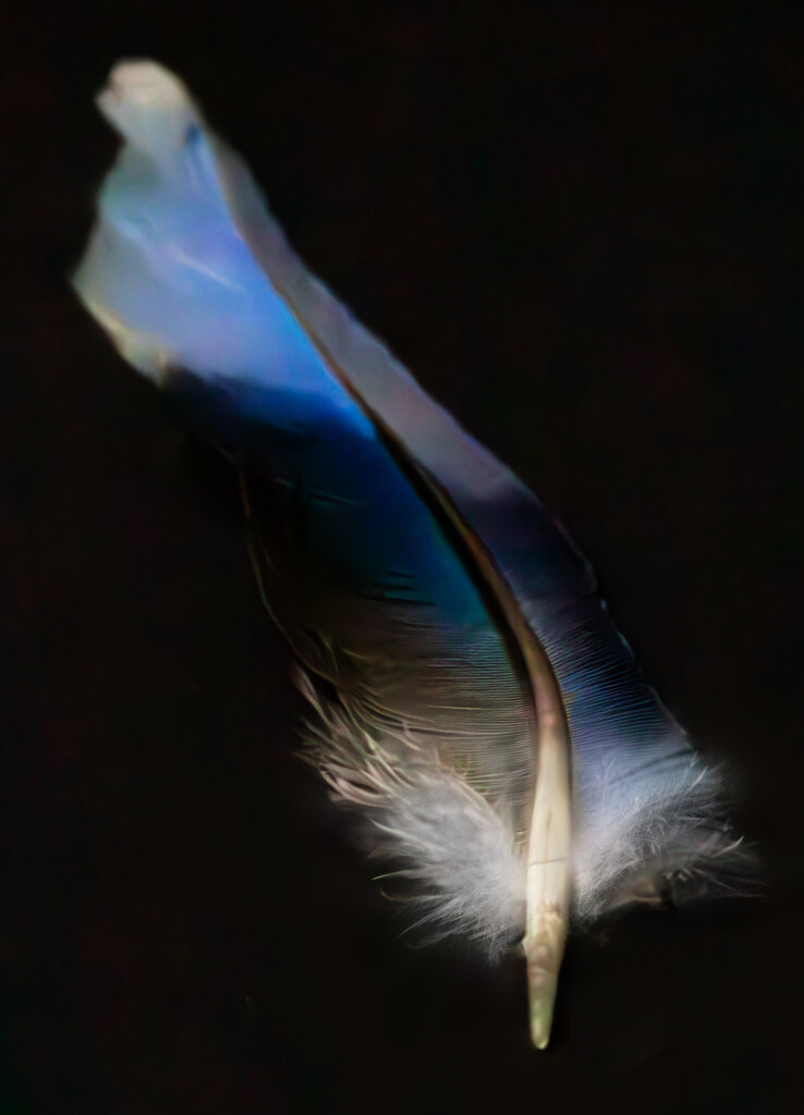 Blue Feather by 365projectclmutlow