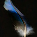 Blue Feather by 365projectclmutlow