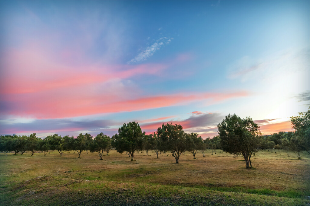 The Olive grove by ludwigsdiana