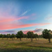 The Olive grove by ludwigsdiana