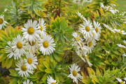 17th Oct 2023 - Veronica's Daisys